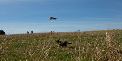 Canine Crew - In The Field | SportingDog Adventures