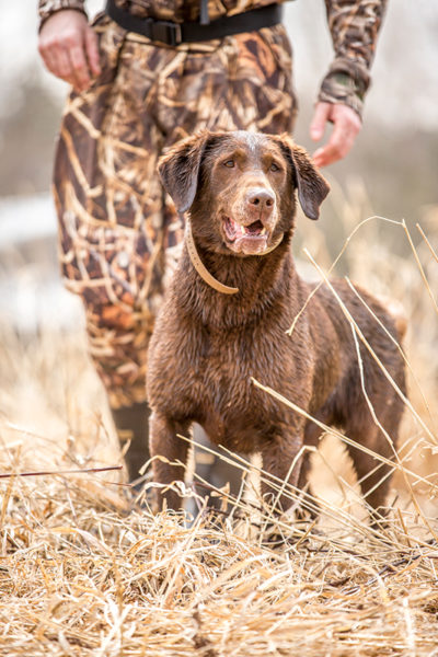 HRCH Soggy Acres Picketts Charge MH (Pickett) | SportingDog Adventures