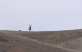 Montana Mule Deer | Cabelas SportingDog Adventures