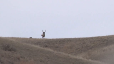 Montana Mule Deer | Cabelas SportingDog Adventures