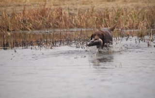 Saskatchewan Waterfowl | SportingDog Adventures